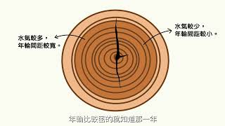 【木育教學】木材知識