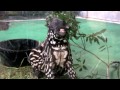 cute malayan tapir baby.かわいいマレーバクの赤ちゃん。