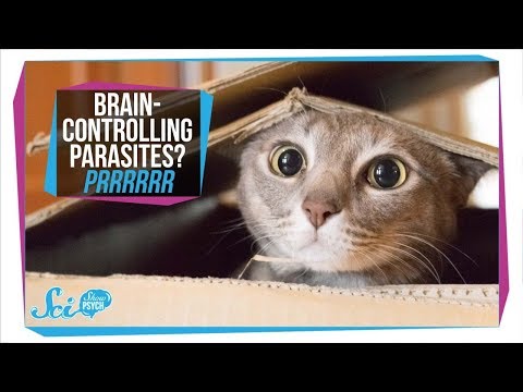 Can toxoplasmosis spread from human to human?