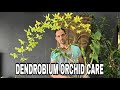 Dendrobium Phalaenopsis culture sheet