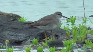 K0118　大分川　雨の日　キアシシギ　2羽　 Oita River　Rainy day　Grey-tailed tattler　2 birds