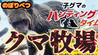 【期間限定】子くまのハンティング タイム　のぼりべつクマ牧場名物　10月のクマ牧場　#のぼりべつクマ牧場　#クマ牧場　#登別温泉