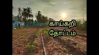 காய்கறி தோட்டம்/ vegetable farming