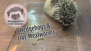 First Introduction to Live Mealworms | Hedgehogs and Treats