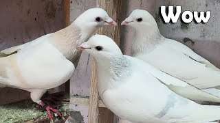 Lajawab Kasni Kabootar | Dr Ubaid K Kasni Kabutar Ka Shok | Racing Pigeon | Delhi Ki Kabutarbazi