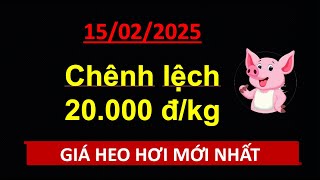 Giá heo hơi hôm nay 15/02/2025 | Chênh lệch giá cao tới 20.000đ/kg #giaheohoi #md12pig