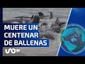 Un grupo de casi 100 ballenas piloto quedó varado en Cheynes Beach, Australia; todas murieron