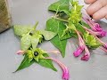 how to grow mirabilis jalapa from seeds.