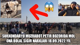 18.09.2022 SURXONDARYO VILOYATI MUZRABOT PETIR BOZORIDA MOL ONA BOLAL SIGIR NARXLARI VIDEO 1-QISM 📹