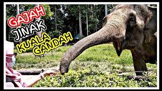 Gajah Kuala Gandah Pahang Dibelai