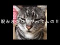 ペットの猫が山形弁で訛リンガル★連休どさが行った？