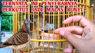 JANGAN LAKUKAN 7 HAL INI JIKA TIDAK MAU PERKUTUT MALAS BUNYI