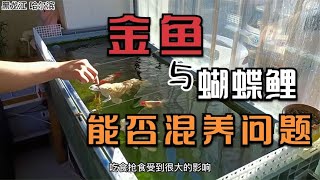 金鱼不能和蝴蝶鲤混养，会吃眼睛，以讹传讹导致养鱼新手不敢尝试   窗台周转箱养金鱼日记