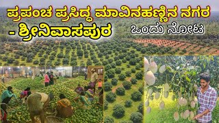 Mango farm, Mango plantation, ಮಾವಿನ ತೋಟ , World famous mango land- Srinivasapura.