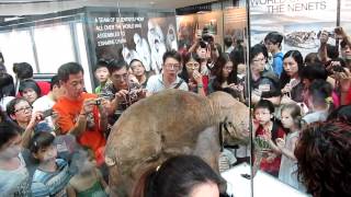 冰河時期冰封四萬年長毛象寶寶柳芭LYUBA BABY MAMMOTH OF THE ICE AGE(Deaf)