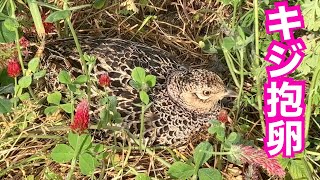 【畑で抱卵】迷惑な雉