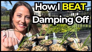 You Won't Believe How I Saved My Onion Seedlings from Damping Off. Now It's Time to Plant Them!