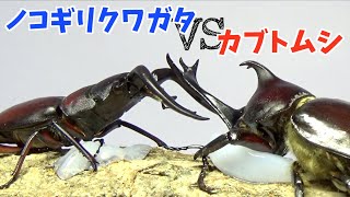 【かぶくわずもう①】カブトムシvsノコギリクワガタ