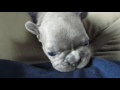 www.luvforfrenchies.com 4 wks old monae s litter 4 11 16