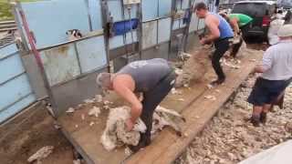 英国农场人工剪羊毛 (Sheep Clipping, Isle of Skye)