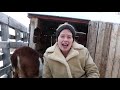 goats in winter how to keep them warm and healthy how to protect goats in winter