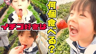 大好物で対決⚡️いちご好きって何個食べれるの？仲良し兄弟 brother4 いちごがりで食べつくせ！