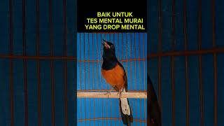 murai batu gacor COBA TES MENTALnya DI SINI