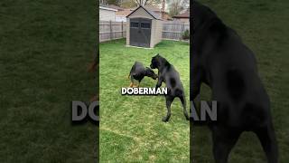 Doberman vs Cane Corso which one wins