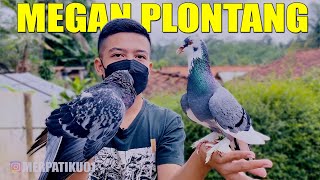 HAMPIR HILANG !! MEGAN PLONTANG JAMBRONG