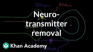 Neurotransmitter removal | Nervous system physiology | NCLEX-RN | Khan Academy