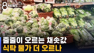 줄줄이 오르는 채솟값…식당서 사라진 겉절이 / SBS