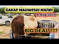 Gadap Mandi 2025|Gadap Maweshi Mandi Rates Update 😍 | 4-Aug-2024 || Heavy Bulls || Cow Mandi 2025