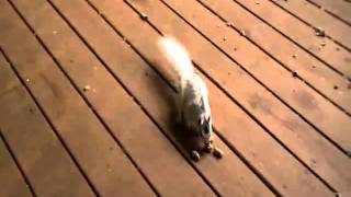 Young White Squirrel Takes Two Peanuts at a Time 2