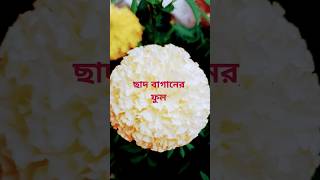 ছোট ছাদ বাগানের ফুল 🌸🌸#viralvideo #youtubeshorts