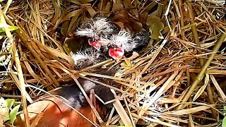 Greater coucal Birds waiting for their mother to feed them