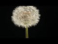 dandelion flower opening to clock blowing away time lapse