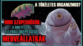 AZ ŰRBŐL JÖTTEK? - A MEDVEÁLLATKÁK FANTASZTIKUS REJTÉLYE - Lenyűgöző természet 1.