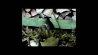 beaver BOUNCE.avi