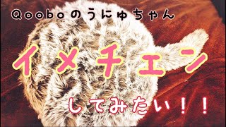 #10【癒し猫】イメチェン！？ねこのしっぽクッション型ロボットQoobo(クーボ)のうにゅちゃん