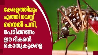 West Nile Fever  | കേരളത്തിലും എത്തി വെസ്റ്റ് നൈൽ പനി, പേടിക്കണം ഈ ഭീകരൻ കൊതുകുകളെ