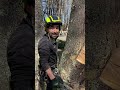 my favorite way to cut a tree how to