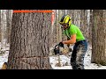 My Favorite Way To Cut A Tree | HOW TO