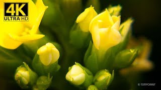 Blooming Kalanchoe 4K Timelapse