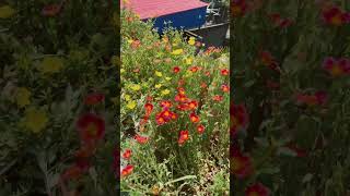 #Portulaca#টাইম ফুল#nature #garden flower# vibes #baby#colourfull