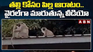 Heartwarming Moment Baby Monkey Reunited With Mother |తల్లి కోసం పిల్ల ఆరాటం | ABN Edition |  || ABN