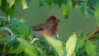 Scarlet Rosefinch - Carpodacus erythrinus