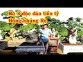 Tháng 30 ngày lên núi kiếm cây tiền Tỷ, duối bám đá tự nhiên, duối hàng khủng giá rẻ