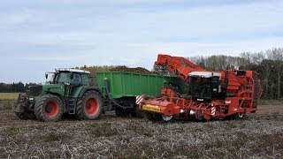 Dewulf RS3060 + 2x Fendt \u0026 KVH - aardappelen rooien