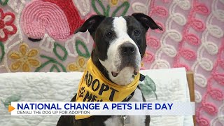 McKamey Animal Center celebrates National Change a Pet's Life Day