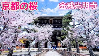 【金戒光明寺の桜】京都・金戒光明寺の桜ってどんな感じ？ Kyoto,Cherry blossom